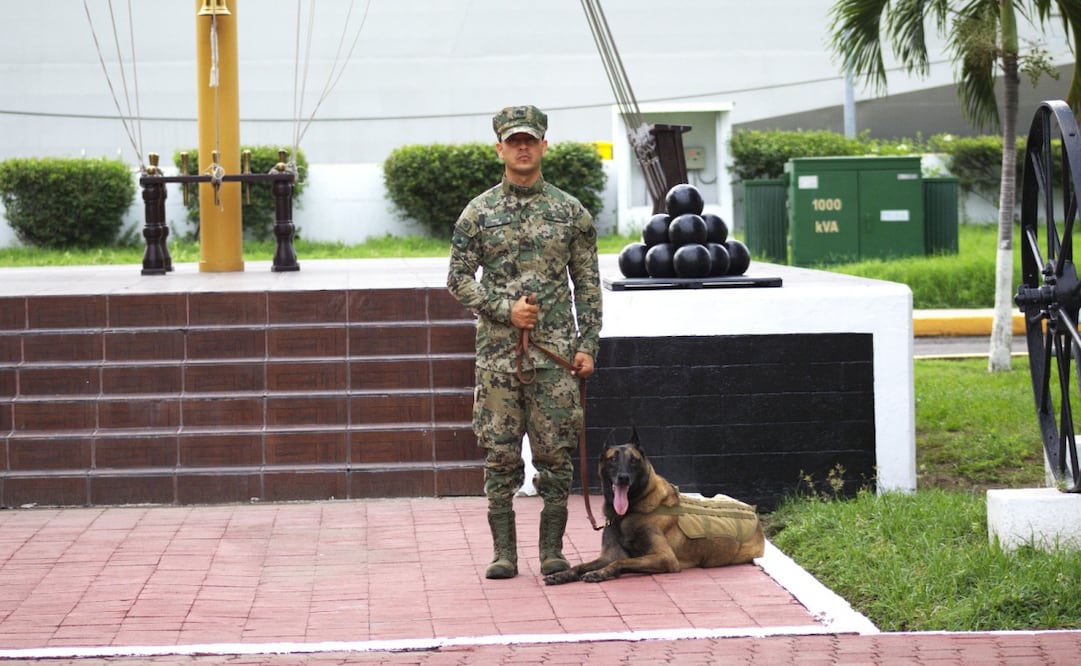Hermes, elemento canino de la Semar, concluyó su servicio en la Institución, tras siete años y ocho meses. Foto: especial