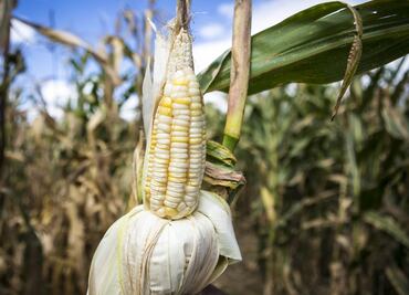 Mexican scientists create eco-friendly insecticide to save corn