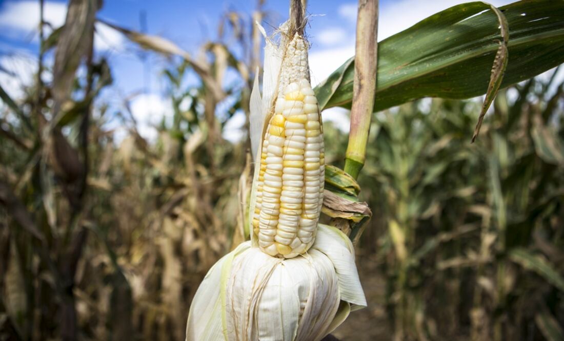 The insecticide is madre from neem seeds - Photo: Mario Arturo Martínez/EL UNIVERSAL