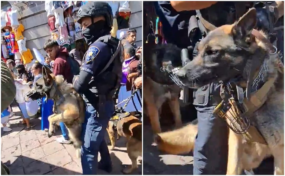 La tarde de ayer se realizó un operativo contra el comercio informal en Querétaro, donde comerciantes indígenas fueron agredidos por perros pertenecientes a la policía municipal. Foto: Captura de video