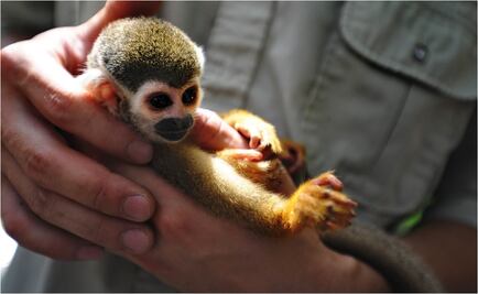 En Jalisco, donan dos monos araña a centro de rehabilitación en CDMX