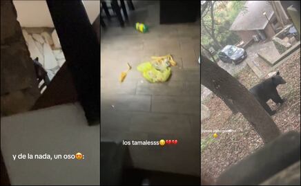 “¡Noooo, los tamales!”: oso irrumpe en cabaña y se come almuerzo de un grupo de chicas en Nuevo León