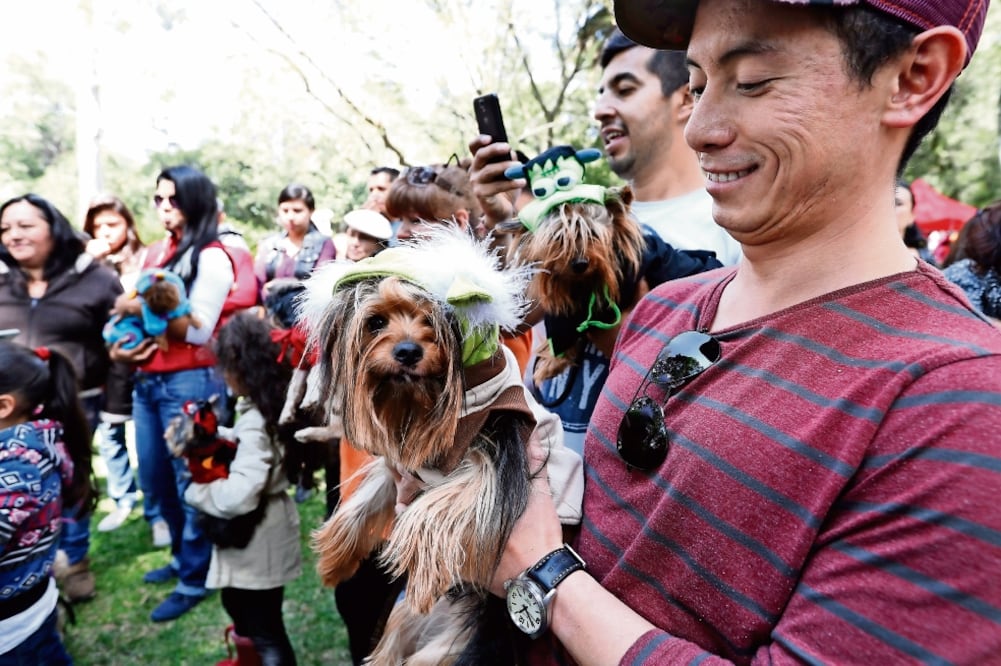 La diputada Elena Chávez exhortó a todas las bancadas de la Asamblea Constituyente a reconocer a los animales como seres sintientes y aceptar que es una obligación cuidar, proteger y garantizar el respeto a cada especie. (FOTO: LUIS CORTÉS. EL UNIVERSAL)