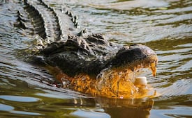 Alertan por cocodrilo en lago de Valsequillo, Puebla: Piden suspender actividades acuáticas
