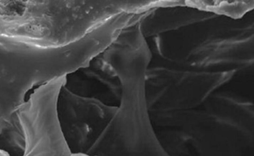 Estos componentes ayudan a proteger los órganos vitales y envuelve a los elementos formadores de la sangre de la medula ósea. Foto: Conacyt