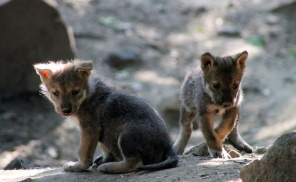 10 datos sobre el Zoológico de Chapultepec, a sus 98 años