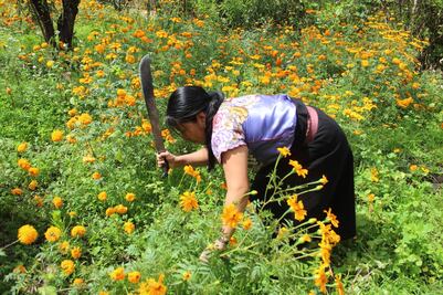 Mujeres tzotziles, cultivadoras de la flor de cempasúchil en Zinacantán, Chiapas