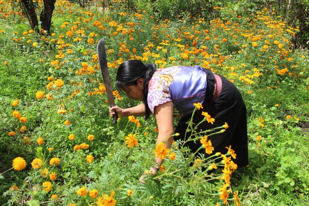 Los colores del cempasúchil sólo consiguen romperlos las blusas moradas de las tzotziles que diligentes, con machetes y cuerdas en mano, cortan y retiran las flores que trasladan a los altares y a la comercialización. Foto: Óscar Gutiérrez / EL UNIVERSAL