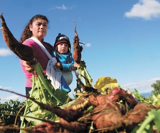 Gobierno coloca bono rosa por 3 mil mdp