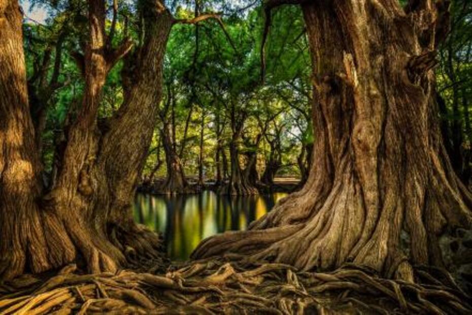 Lanzan concurso nacional de fotografía forestal 2018