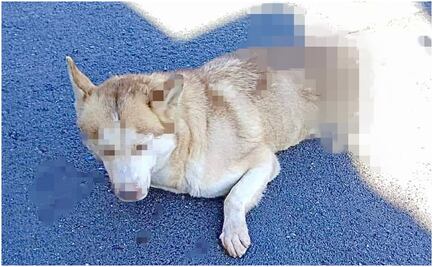 Asociación denuncia maltrato a perritos en Zacatecas; exige actuación de autoridades