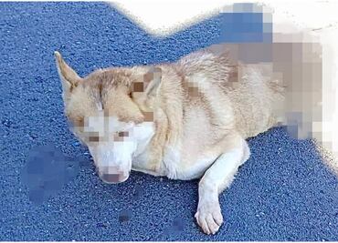 Asociación denuncia maltrato a perritos en Zacatecas; exige actuación de autoridades