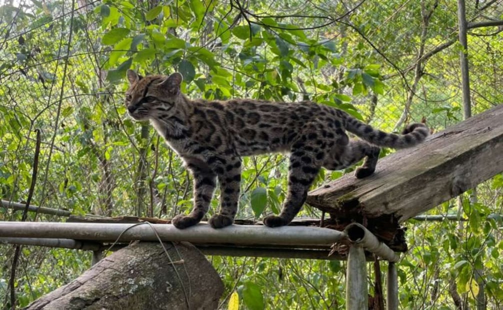 El individuo de Leopardus tilcayo que prmanece en el refugio Senda Verde, en los Yungas de La Paz. Foto: cortesía Paola Nogales-Ascarrunz