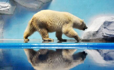 Crean una membrana inspirada en el pelo del oso polar