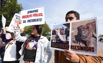 Activistas denuncian maltrato animal presuntamente ejercido por la Unidad de Control y Bienestar Animal 