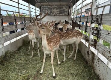 ¡Bambi! Rescatan a 21 venados gamos en La Piedad, Michoacán; fueron valorados y resguardados en Guanajuato