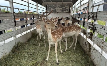 ¡Bambi! Rescatan a 21 venados gamos en La Piedad, Michoacán; fueron valorados y resguardados en Guanajuato
