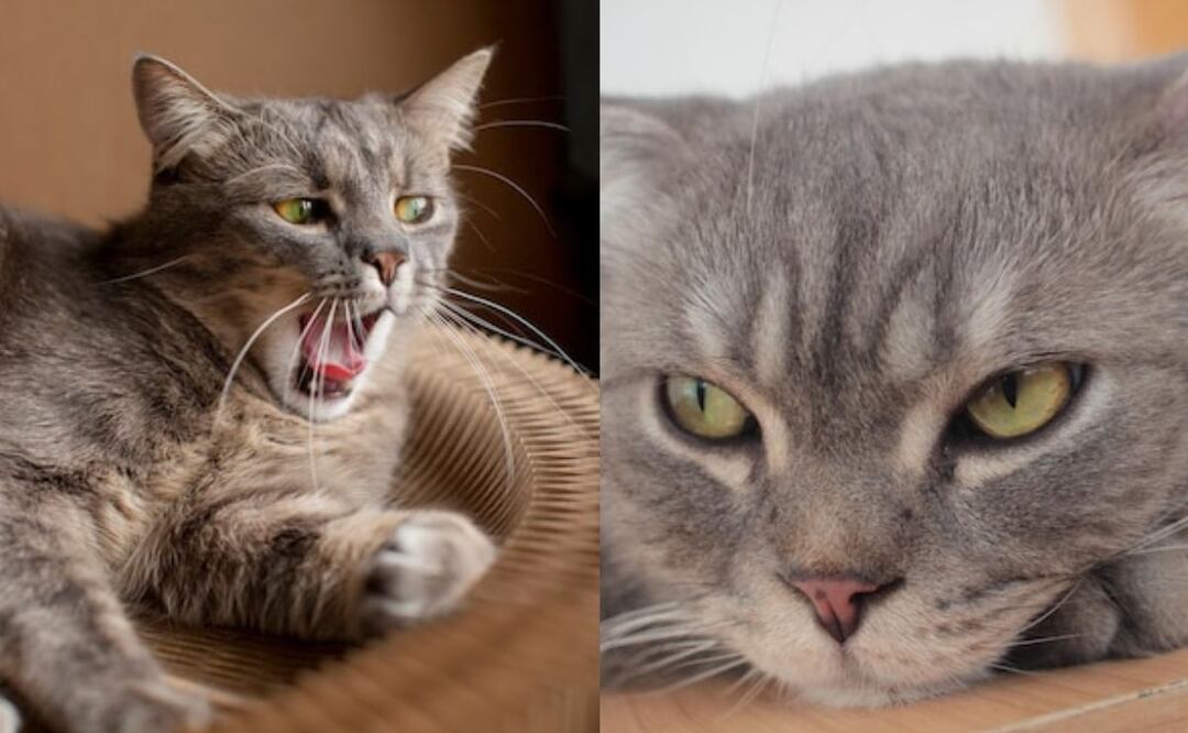 Señales y pasos a seguir con nuestros gatos. Fuente: Freepik.