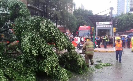 Retiran árbol caído de Insurgentes Sur