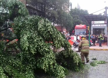 Retiran árbol caído de Insurgentes Sur