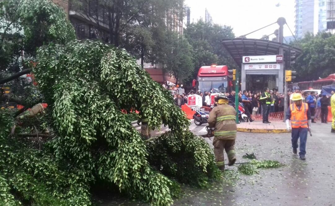 Retiran árbol caído de Insurgentes Sur