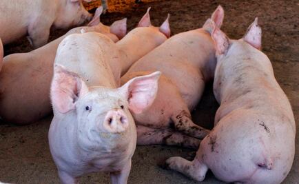 Manipulan genes de cerdos contra enfermedades virales