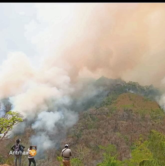 Actualmente, 17 incendios forestales están activos en el estado de Oaxaca; siete se encuentran en Santa María Chimalapa. Foto Especial
