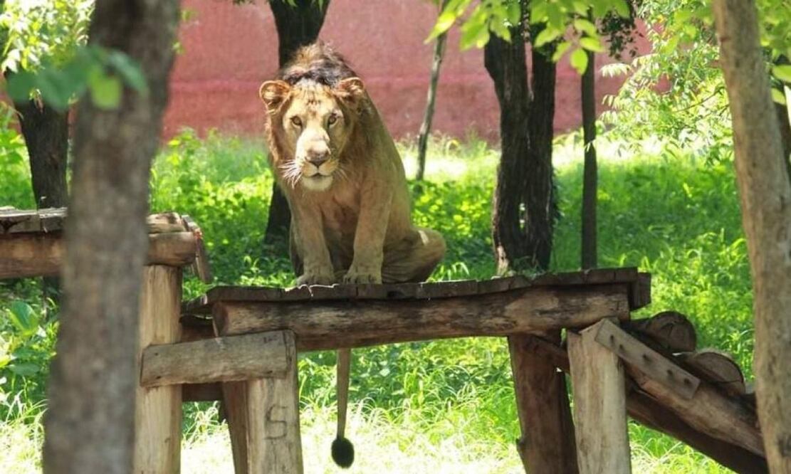 Un hombre entró al recinto de un león en India, evadiendo los controles de seguridad del zoológico. FOTO: INSTAGRAM @svzootirupati