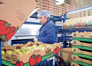 Arancel al jitomate provocaría desperdicio en México; 926 mil toneladas de esa verdura terminan en  la basura cada año