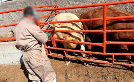 FGR asegura casi mil cabezas de ganado en cateo en Guanajuato; analizan posible presencia de clembuterol 