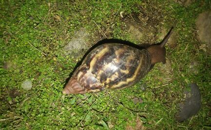 Ponen en cuarentena a condado de Florida ante presencia de caracol gigante africano