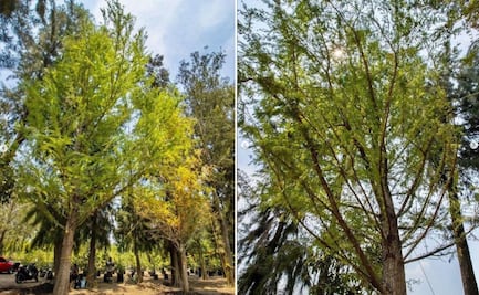 Ahuehuete se plantará este domingo en la Glorieta de la Palma