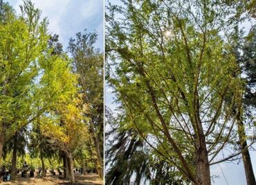 Ahuehuete se plantará este domingo en la Glorieta de la Palma