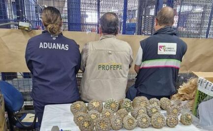 Aseguran biznaga peyotillo en el AICM; especie protegida sería tráficada a Tailandia