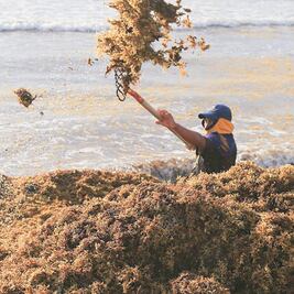 Declara gobierno local emergencia por sargazo 