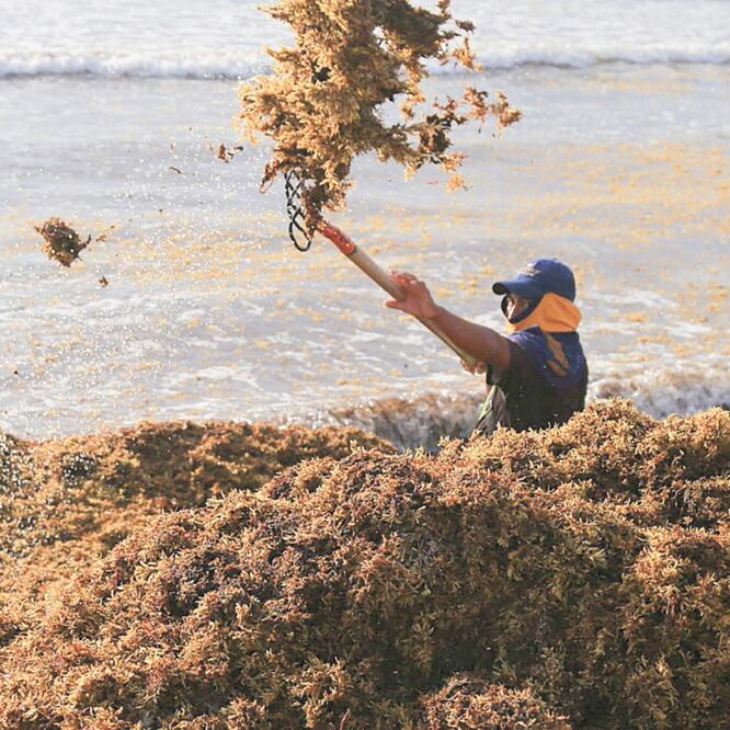 Desastre. Se espera que la emergencia por el sargazo tenga sus picos más altos durante el verano. ARCHIVO EL UNIVERSAL