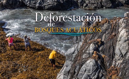Deforestación de Bosques acuáticos