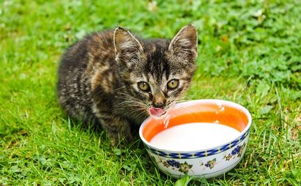 Encuentran cuerpo de mujer comida por sus gatos en España