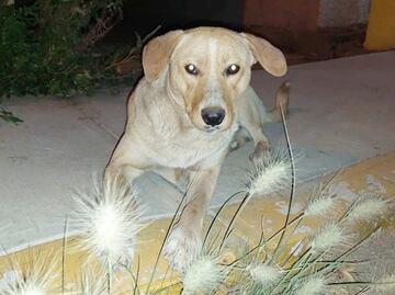 Buscan a “Yellow”, perrito amarrado del hocico y abandonado por policías en Zacatecas