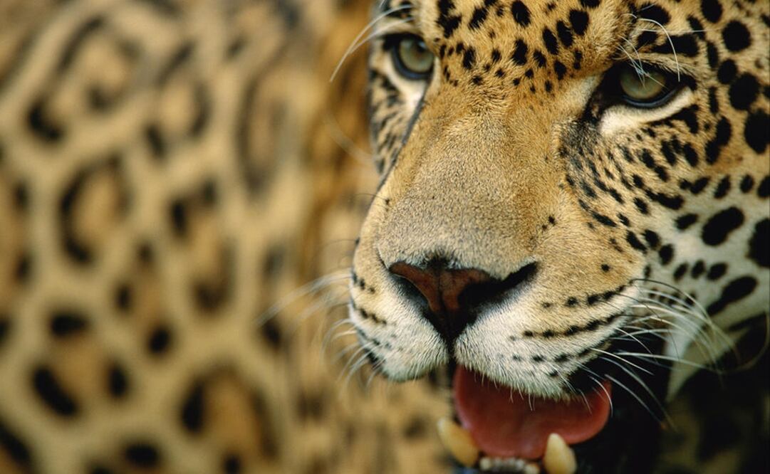 The species is present in 18 Latin American countries - Photo: Staffan Widstrand/WWF