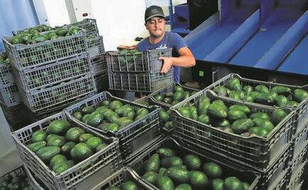 Estados Unidos pide seguridad para restablecer exportación de aguacate mexicano; implementará protocolos
