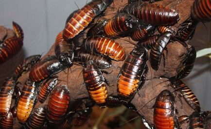 Leche de cucaracha con mayor beneficios que la de vaca 