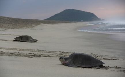 Drones vigilan arribo de tortugas en Oaxaca