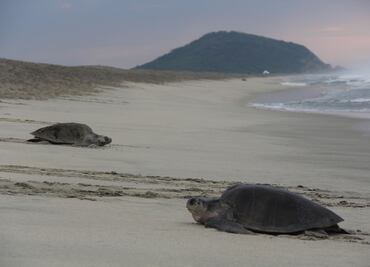 Drones vigilan arribo de tortugas en Oaxaca
