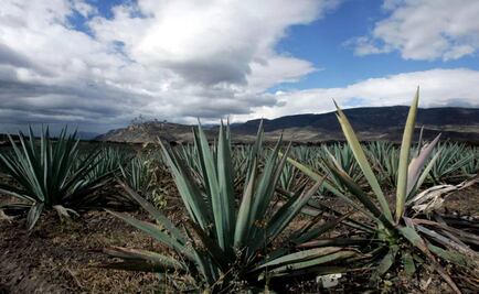 Sustancias del agave contribuyen a generación de masa ósea