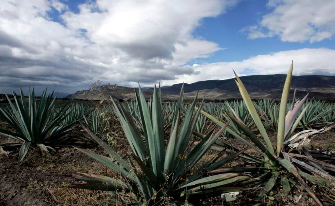 Sustancias del agave contribuyen a generación de masa ósea