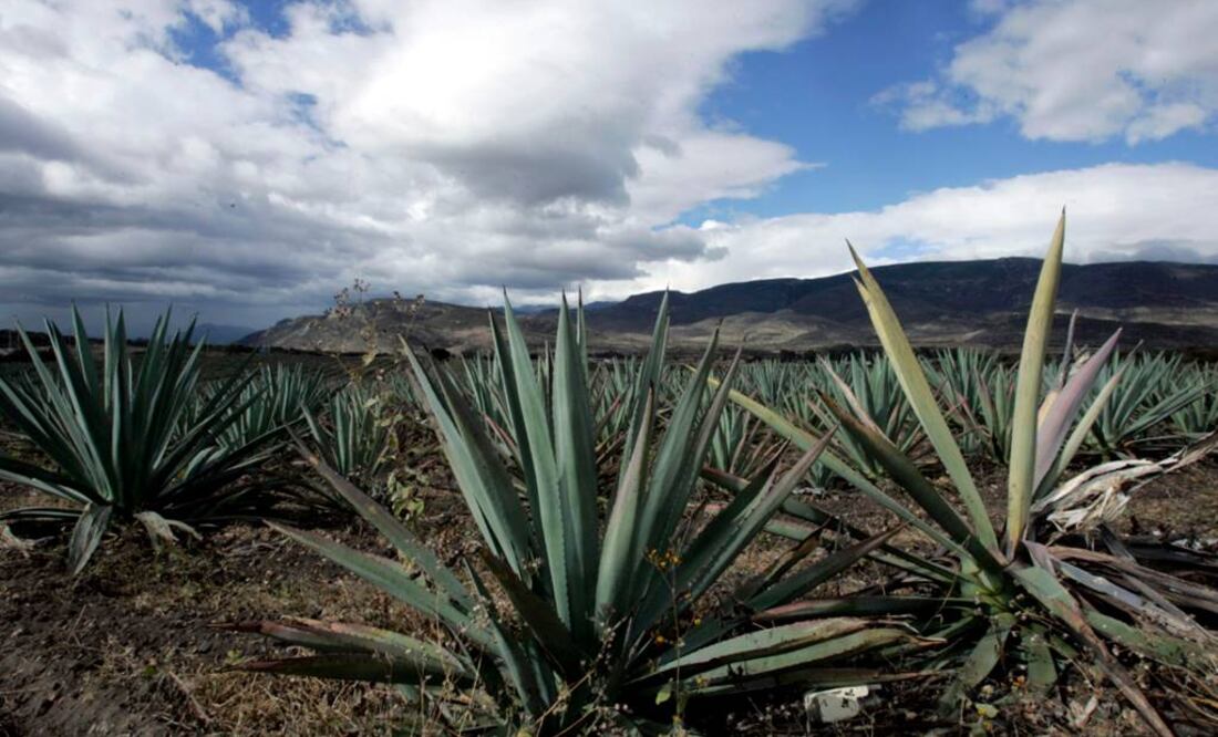 Sustancias del agave contribuyen a generación de masa ósea