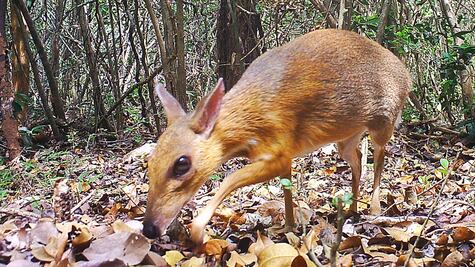 Ciervo ratón, el diminuto animal que reapareció tras 30 años desaparecido