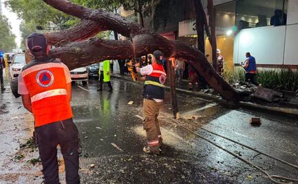 Árbol de 25 metros cae en la Cuauhtémoc tras lluvias; deja cinco vehículos dañados y una mujer con crisis nerviosa