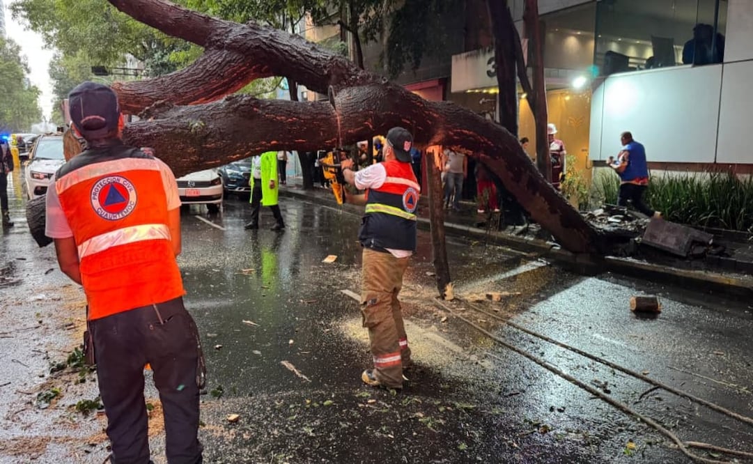 Árbol de 25 metros cae en la Cuauhtémoc tras lluvias; deja cinco vehículos dañados y una mujer con crisis nerviosa. Foto: Arturo Ordaz Díaz